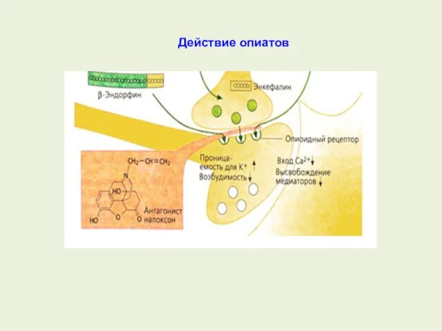 Действие опиатов