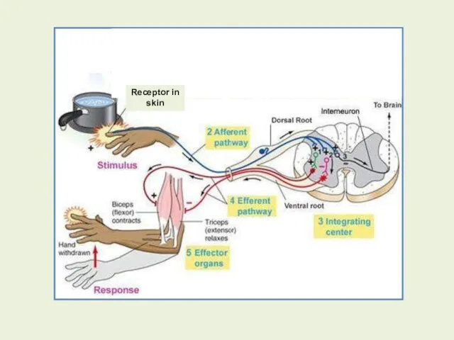 Receptor in skin