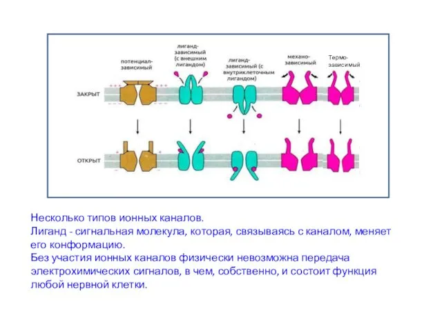 Несколько типов ионных каналов. Лиганд - сигнальная молекула, которая, связываясь с каналом, меняет