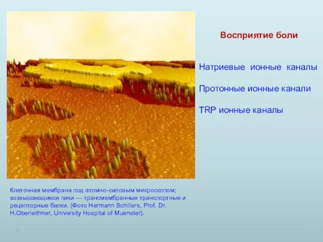 Клеточная мембрана под атомно-силовым микроскопом; возвышающиеся пики — трансмембранные транспортные и рецепторные белки.