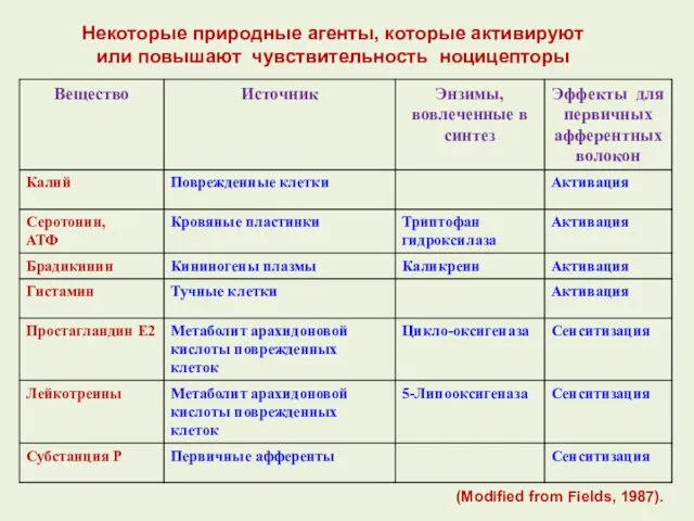 Некоторые природные агенты, которые активируют или повышают чувствительность ноцицепторы (Modified from Fields, 1987).