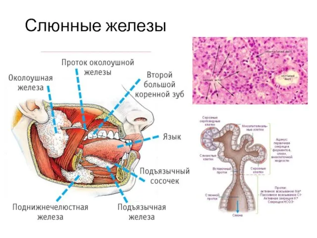 Слюнные железы