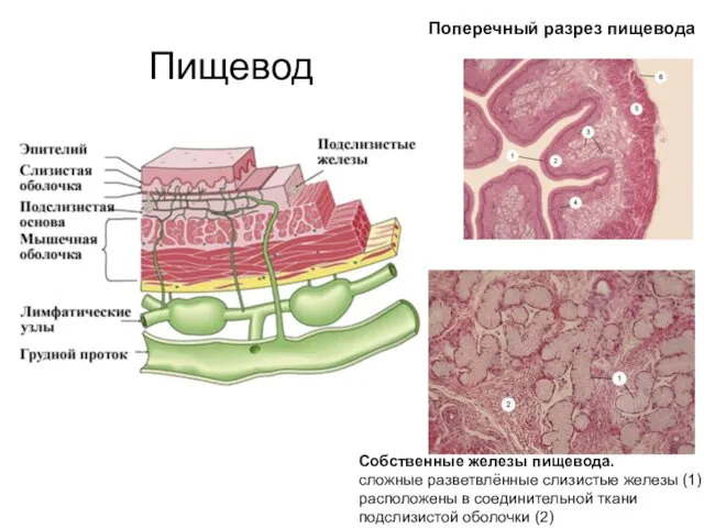 Пищевод Собственные железы пищевода. сложные разветвлённые слизистые железы (1) расположены