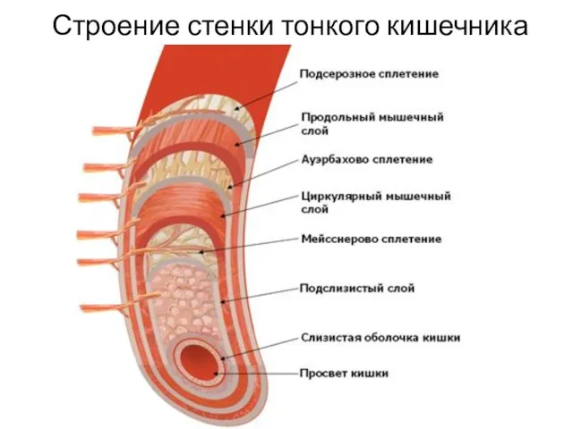 Строение стенки тонкого кишечника