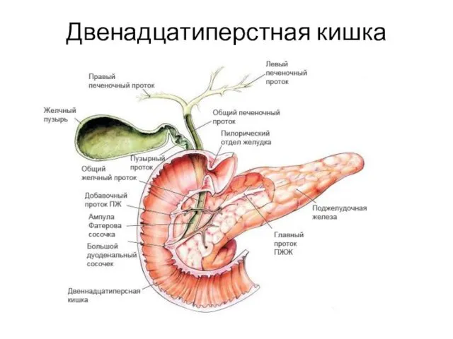 Двенадцатиперстная кишка