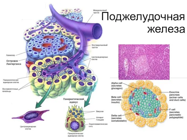 Поджелудочная железа