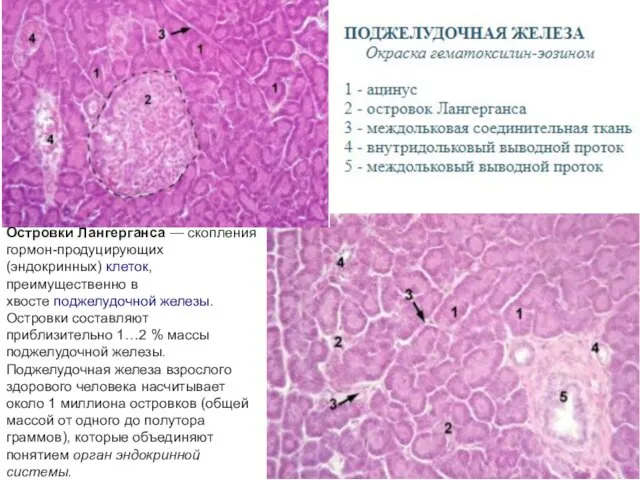 Островки Лангерганса — скопления гормон-продуцирующих (эндокринных) клеток, преимущественно в хвосте