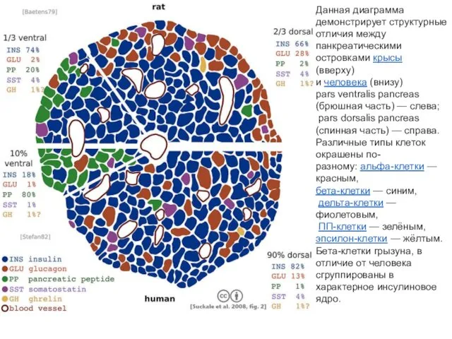 Данная диаграмма демонстрирует структурные отличия между панкреатическими островками крысы (вверху)