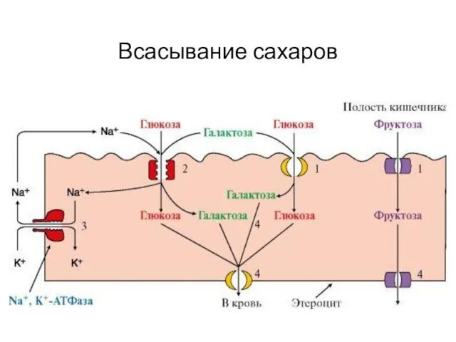 Всасывание сахаров