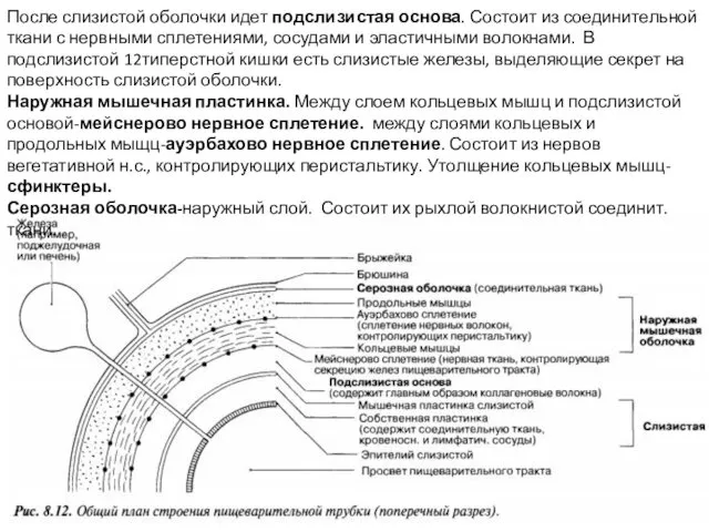 После слизистой оболочки идет подслизистая основа. Состоит из соединительной ткани