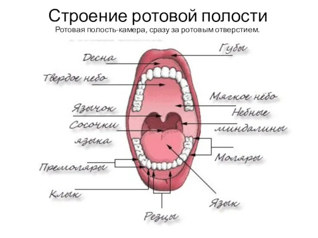 Строение ротовой полости Ротовая полость-камера, сразу за ротовым отверстием.