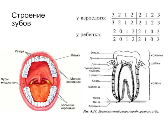 Строение зубов