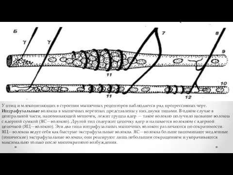 У птиц и млекопитающих в строении мышечных рецепторов наблюдается ряд