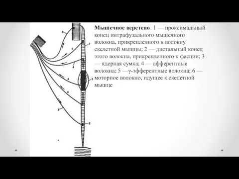 Мышечное веретено. 1 — проксимальный конец интрафузального мышечного волокна, прикрепленного