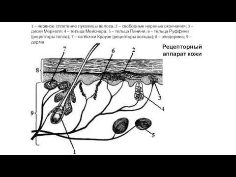 Рецепторный аппарат кожи 1 – нервное сплетение луковицы волоса; 2