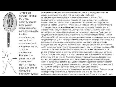 Строение тельца Пачини (А) и его электрические реакции на механическое