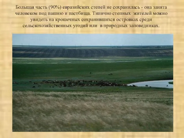 Большая часть (90%) евразийских степей не сохранилась - она занята
