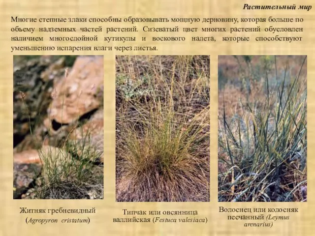 Растительный мир Житняк гребневидный (Agropyron cristatum) Волоснец или колосняк песчанный