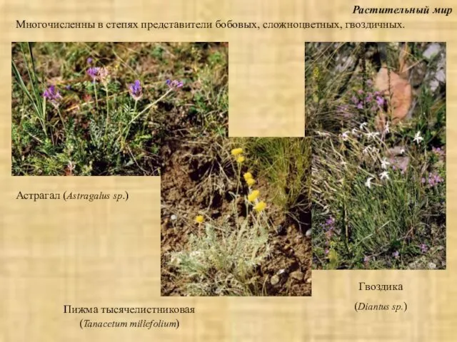 Растительный мир Астрагал (Astragalus sp.) Многочисленны в степях представители бобовых,