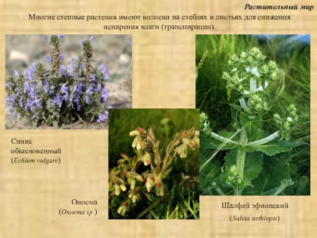 Растительный мир Шалфей эфиопский (Salvia aethiopis) Многие степные растения имеют