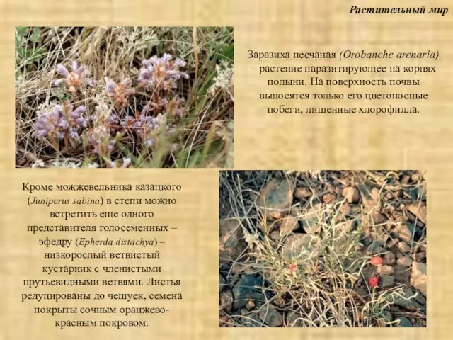 Растительный мир Заразиха песчаная (Orobanche arenaria) – растение паразитирующее на