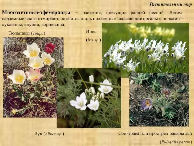 Растительный мир Многолетники-эфемероиды – растения, цветущие ранней весной. Летом надземные