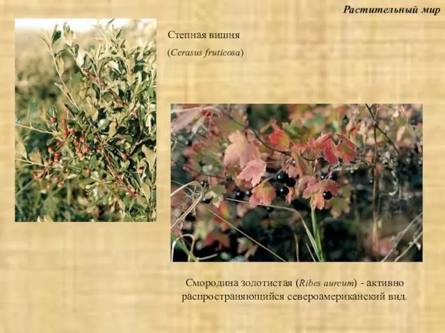 Растительный мир Смородина золотистая (Ribes aureum) - активно распространяющийся североамериканский вид. Степная вишня (Cerasus fruticosa)