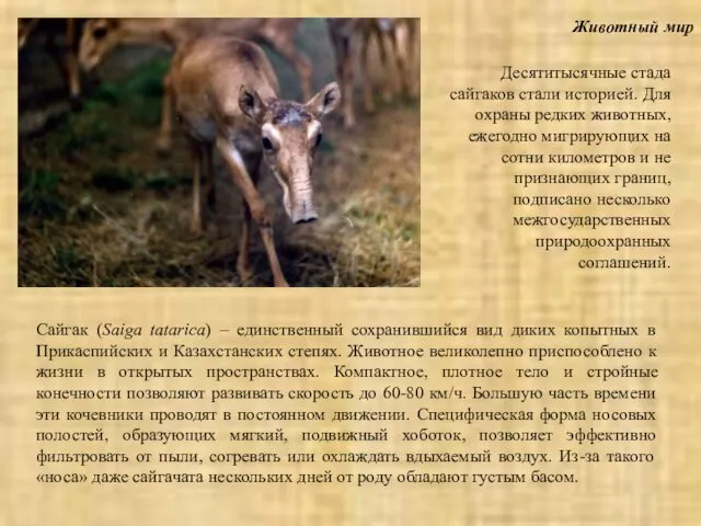Животный мир Сайгак (Saiga tatarica) – единственный сохранившийся вид диких