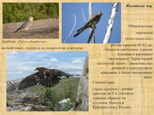 Животный мир Обыкновенная пустельга (Falco tinnunculus) – размах крыльев 65-82