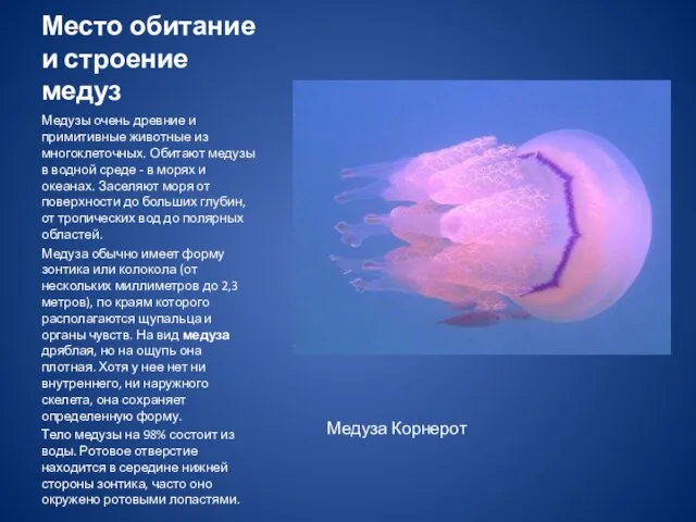 Место обитание и строение медуз Медузы очень древние и примитивные животные из многоклеточных.