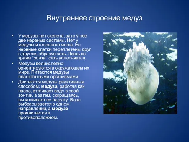 Внутреннее строение медуз У медузы нет скелета, зато у нее две нервные системы.