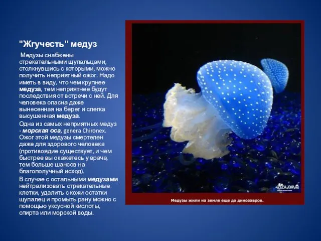 "Жгучесть" медуз Медузы снабжены стрекательными щупальцами, столкнувшись с которыми, можно получить неприятный ожог.