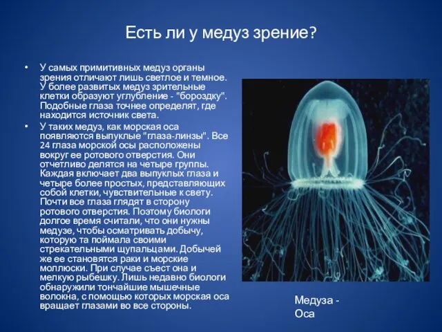 Есть ли у медуз зрение? У самых примитивных медуз органы зрения отличают лишь