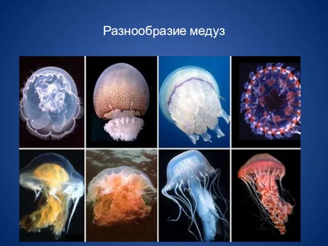 Разнообразие медуз