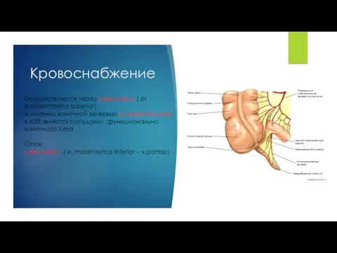 Кровоснабжение Осуществляется через a.ileocolica ( от a.mesenterica superior) А именно конечной ветвевью a.