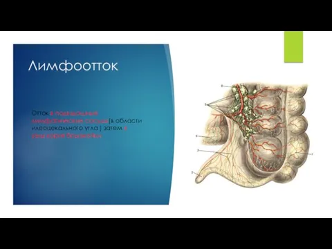 Лимфоотток Отток в подвздошные лимфатические сосуды(в области илеоцекального угла ) затем в узлы корня брызжейки