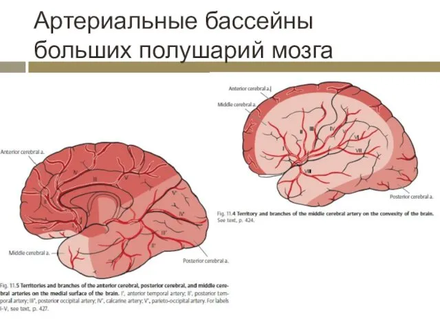 Артериальные бассейны больших полушарий мозга