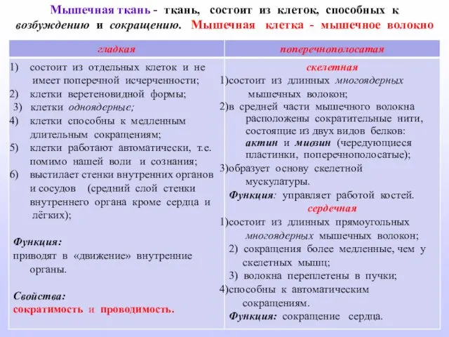 Мышечная ткань - ткань, состоит из клеток, способных к возбуждению и сокращению. Мышечная