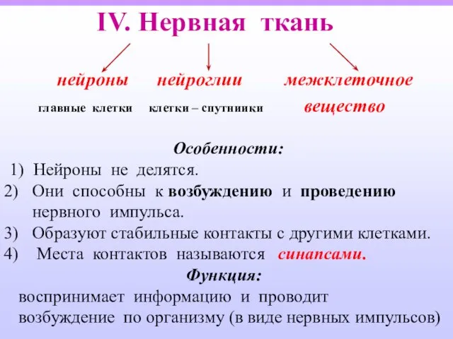 IV. Нервная ткань нейроны нейроглии межклеточное главные клетки клетки – спутниики вещество Особенности: