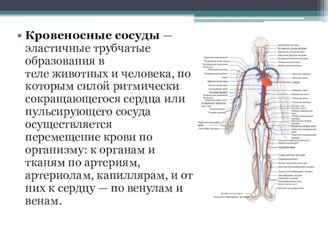 Кровеносные сосуды — эластичные трубчатые образования в теле животных и