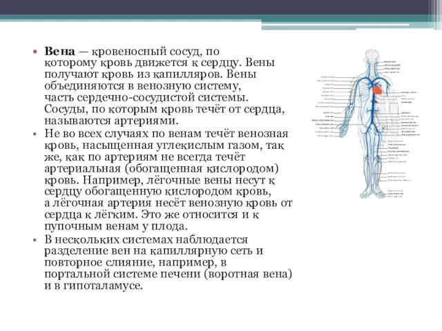 Вена — кровеносный сосуд, по которому кровь движется к сердцу.