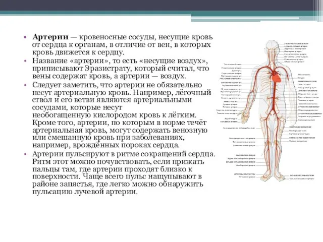 Артерии — кровеносные сосуды, несущие кровь от сердца к органам,