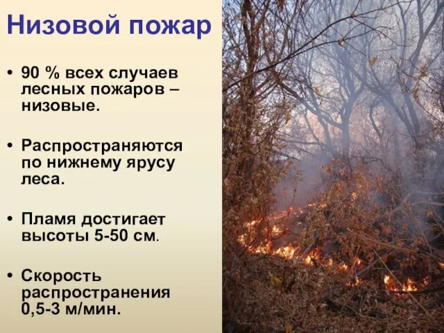 Низовой пожар 90 % всех случаев лесных пожаров – низовые.