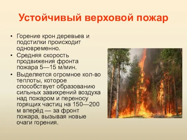 Устойчивый верховой пожар Горение крон деревьев и подстилки происходит одновременно.