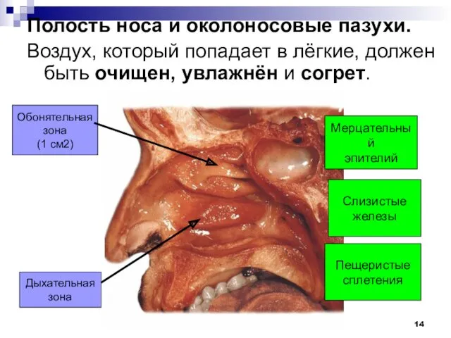 Полость носа и околоносовые пазухи. Воздух, который попадает в лёгкие,