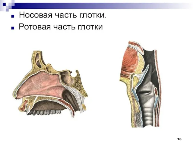 Носовая часть глотки. Ротовая часть глотки