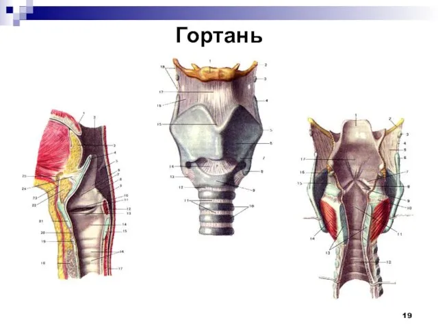 Гортань