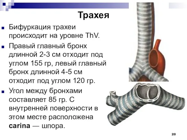 Трахея Бифуркация трахеи происходит на уровне ThV. Правый главный бронх