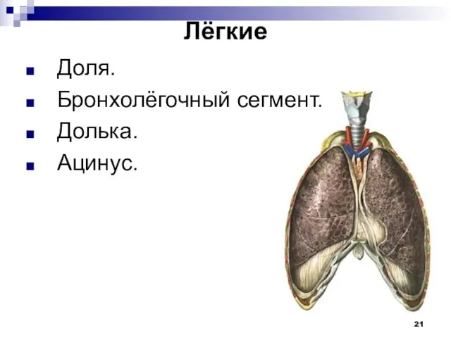 Лёгкие Доля. Бронхолёгочный сегмент. Долька. Ацинус.