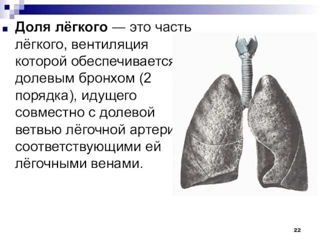 Доля лёгкого ― это часть лёгкого, вентиляция которой обеспечивается долевым